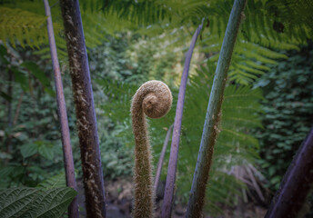 Kood vegetables have round hairs and are edible vegetables in Southeast Asia.