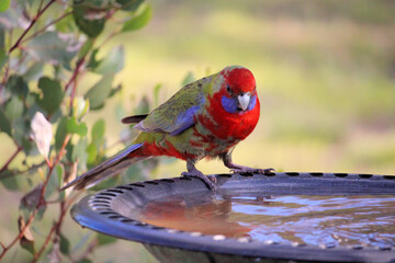 Crimson Rosella, juvenile in moult, at bird bath, South Australia