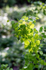 Young birch leaves in beautiful sunlight in spring