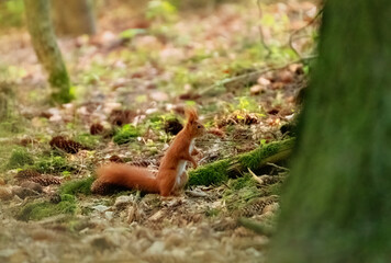 Red squirrel on tree. Squirrel on tree. Squirrel in the forest.