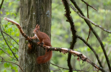 Red squirrel on tree. Squirrel on tree. Squirrel in the forest.