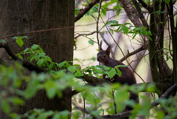 Squirrel on tree. Squirrel in the forest.