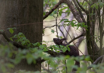 Squirrel on tree. Squirrel in the forest.