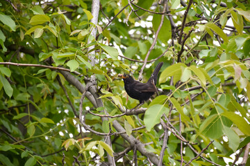 Blackbird that collects and catches insects in the garden to feed its chicks