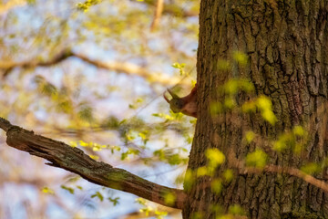Obraz premium Red squirrel on tree. Squirrel on tree. Squirrel in the forest.