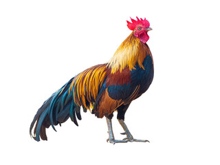 mature portrait chicken isolated on white