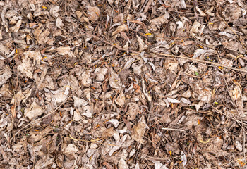 Dry leaves in forest. Top view. Natural background.