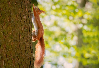 Red squirrel on tree. Squirrel on tree. Squirrel in the forest.