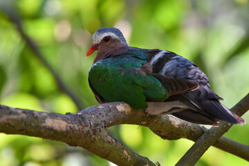 common emerald dove, Asian emerald dove on a branch