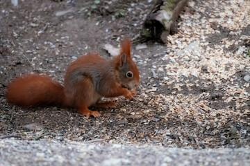 Squirrel on tree. Squirrel eating nut. Squirrel in the forest.