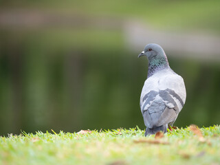close up shot on pigeon , bird of peace.