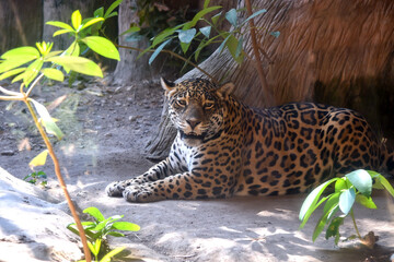 Jaguar lies on the ground among the jungle. Close-up