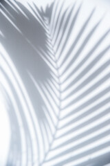 Shadow of palm tree leaf on white wall, abstract background.