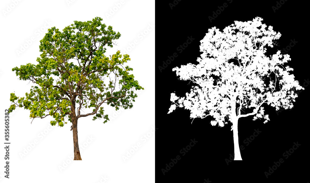 Poster isolated tree on white background with clipping path