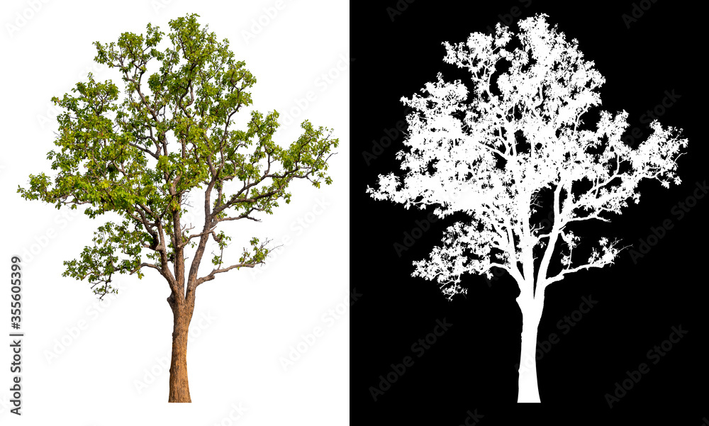 Poster isolated tree on white background with clipping path