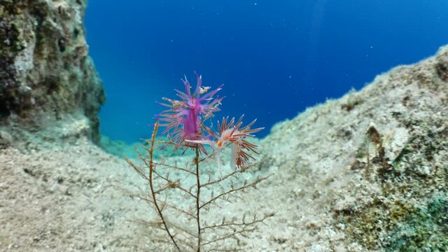 nudibranch close up underwater on hidra colony purple pink color flabellina ocean scenery