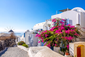 Deserted Oia Street and a Large Flowering Bush