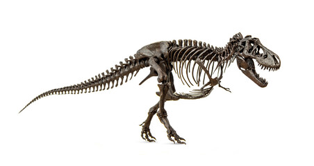 Fototapeta premium Fossil skeleton of Dinosaur Cretaceous Tyrannosaurus Rex or t-rex isolated on white background.