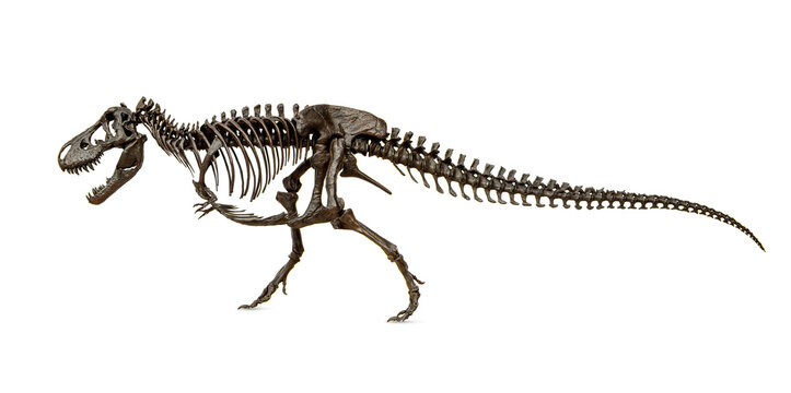 Fossil skeleton of Dinosaur Cretaceous Tyrannosaurus Rex or t-rex isolated on white background.