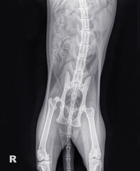 X-ray of a cat with a hip luxation, resulting in displacement of head of the femur from the acetabular socket caused by trauma. The letter R indicates the right side of the animal. Isolated on black