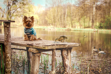 
dog by the river