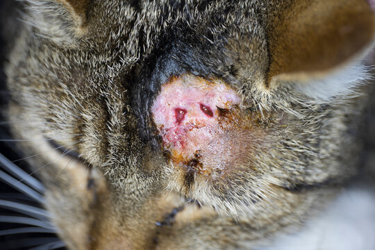 Cat with abscess and inflammation from bite wound on head