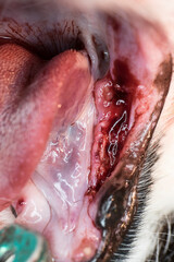 Mouth of a cat after extraction of all teeth because of severe gingivitis and periodontal disease
