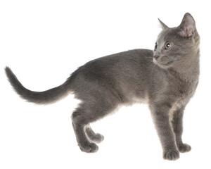 Frightened gray kitten isolated