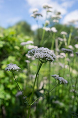 Valerian flowers, often used to treat insomnia in herbal medicine, in the garden at summer