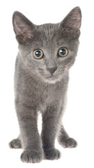 Frightened gray kitten isolated