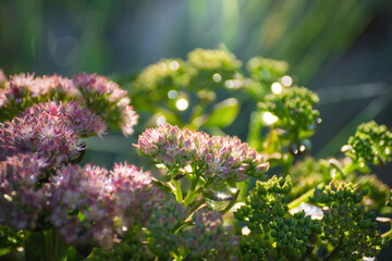 Blooming pink spirea on a spring