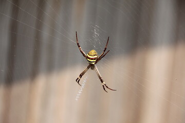 St. Andrew's Cross Spider, Melbourne, Australia.