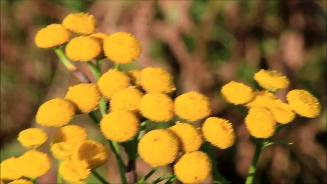 yellow flower, tansy Tanacetum vulgare, Rainfarn 
