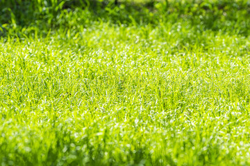 grass