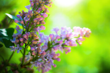 Branch of blossoming lilac on a sunny day