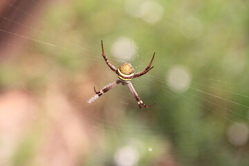 St. Andrew's Cross spider, Melbourne, Australia.