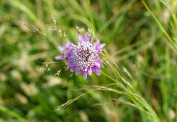 (Allium angulosum)Blooming mouse garlic,