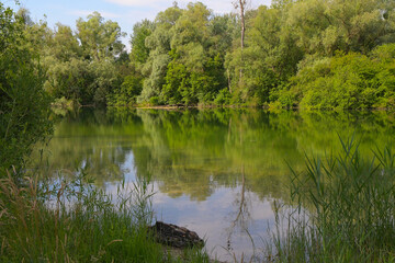 Rhein und Rheinauen bei Meissenheim in der Ortenau