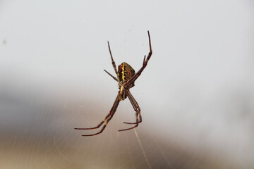 St. Andrew's Cross spider; Melbourne; Australia.