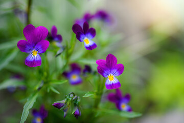 Fototapeta premium Purple violet flowers close-up.