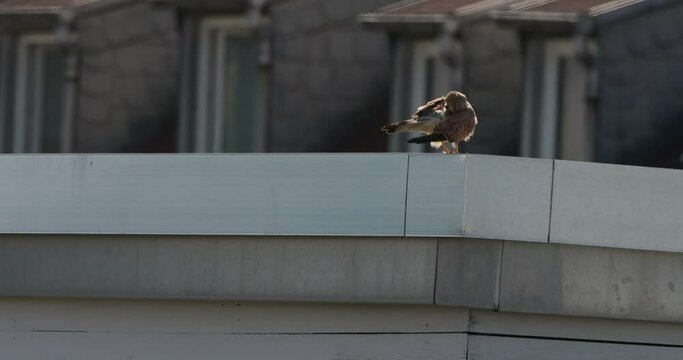 Kestrel preening on building roof - backlit.