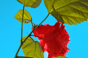 Fototapeta premium Red flower - Hibiscus on a blue sky backlit by sunlight. Beautiful natural blossom of China rose with fresh petals, bud and green leaves, closeup view outdoors.