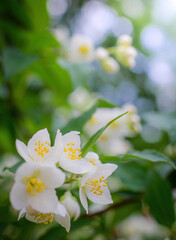 Twig with white jasmine flower in spring