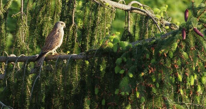 Kestrel (male) perched on a coniferous tree branch and looking around.