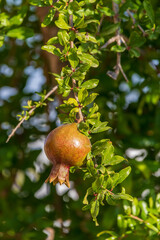 Vertical view on the first new pomegranate