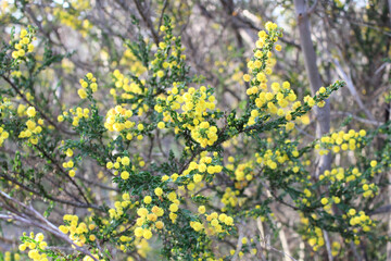 Kangaroo Thorn (Acacia paradoxa) in flower, South Australia