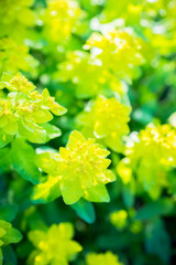 Blooming Euphorbia in the garden. Selective focus.