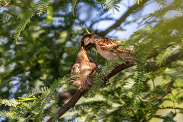 Sparrow parent puts a seed from his beak into the beak of his chick