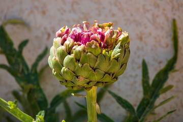 Fototapeta premium Artichoke