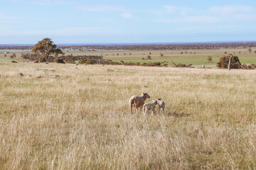 sheep and lambs in a field